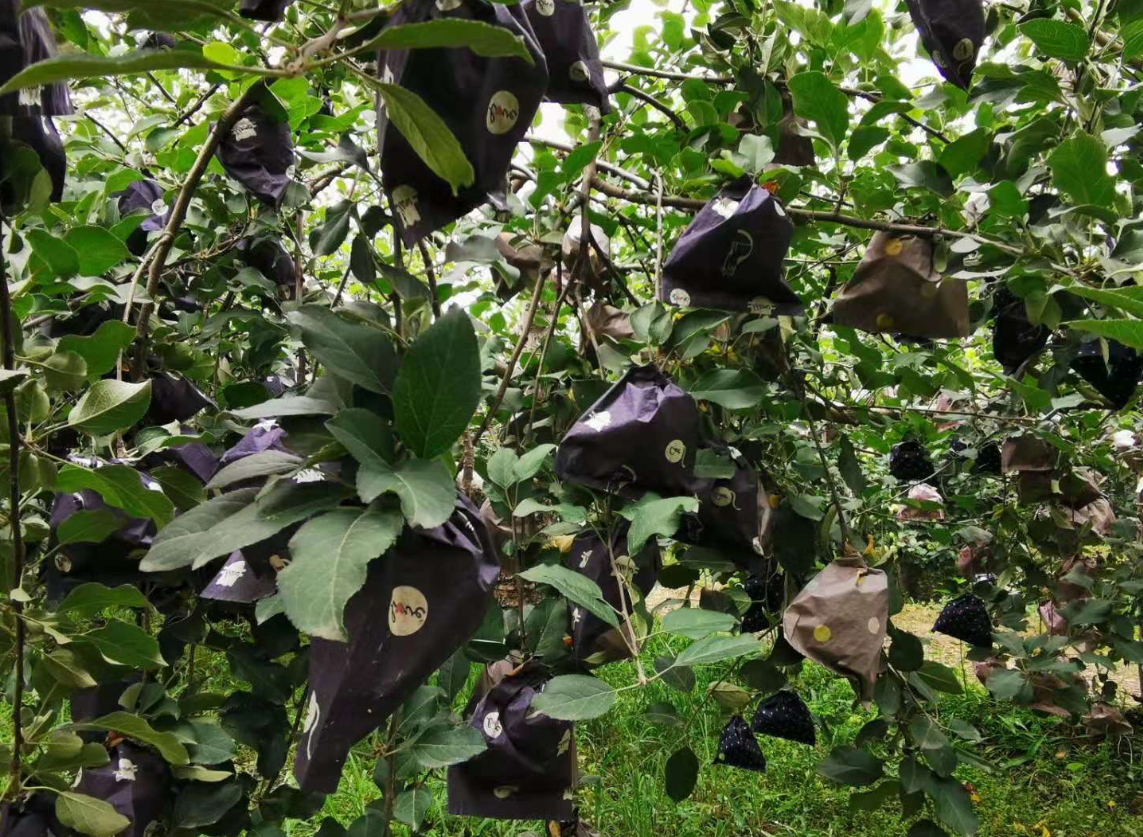 向鸽苹果新鲜水果苹果红富士苹果冰糖心整箱精品一级果,淘宝优惠券,粉丝福利购,淘宝优惠卷