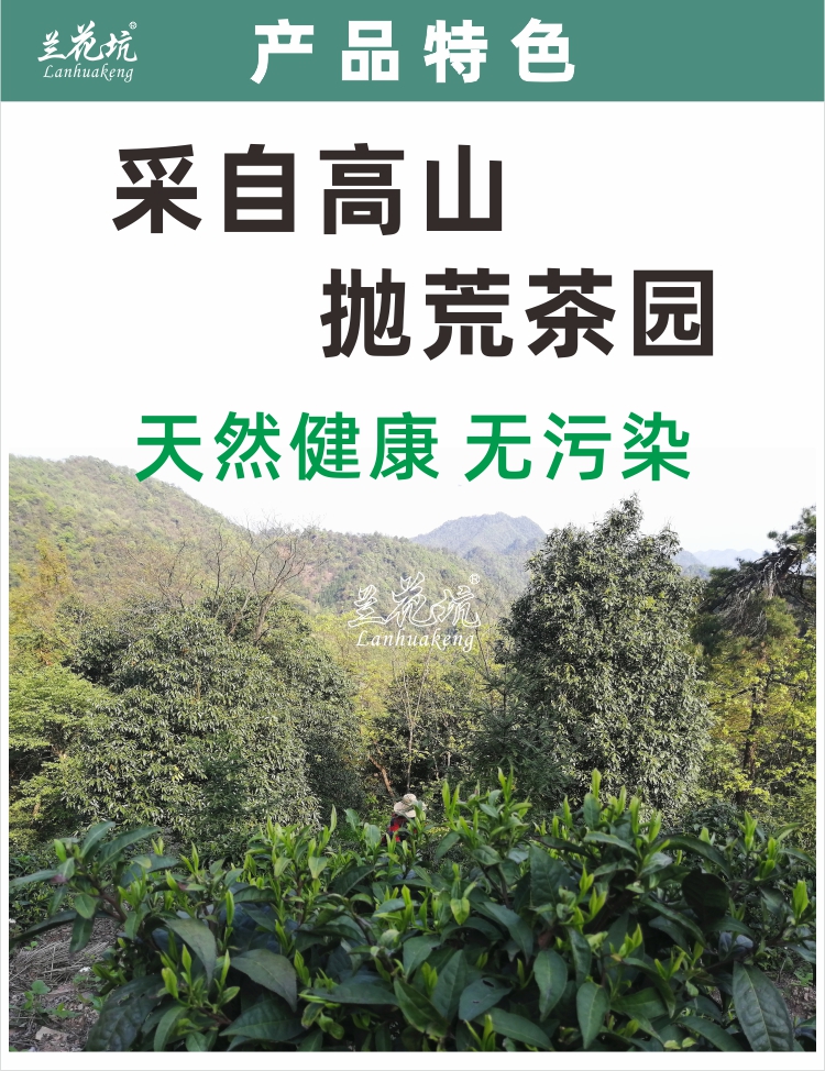 兰花坑黄山毛峰茶叶2022年新茶黄山野茶高山云雾手工茶安徽绿茶