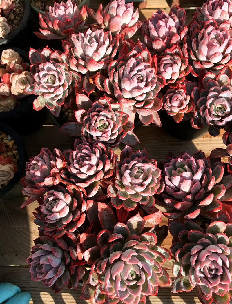 超大紫罗兰女王多头群捧花老桩多肉群生多肉植物绿植盆栽一物一拍