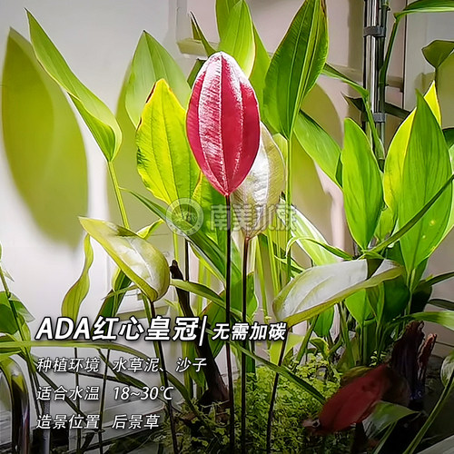 ADA红心皇冠阿根廷紫荆九冠水草南美缸造景鱼缸养鱼专用乌龟水草 - 图0