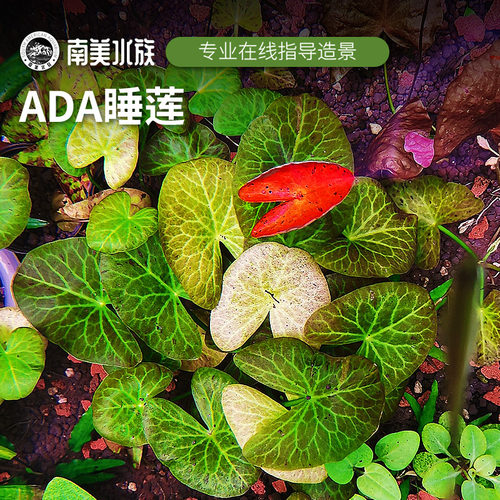 睡莲水草红虎青虎斑四色ADA睡莲丹麦大香菇红荷根宫廷南美缸造景 - 图2