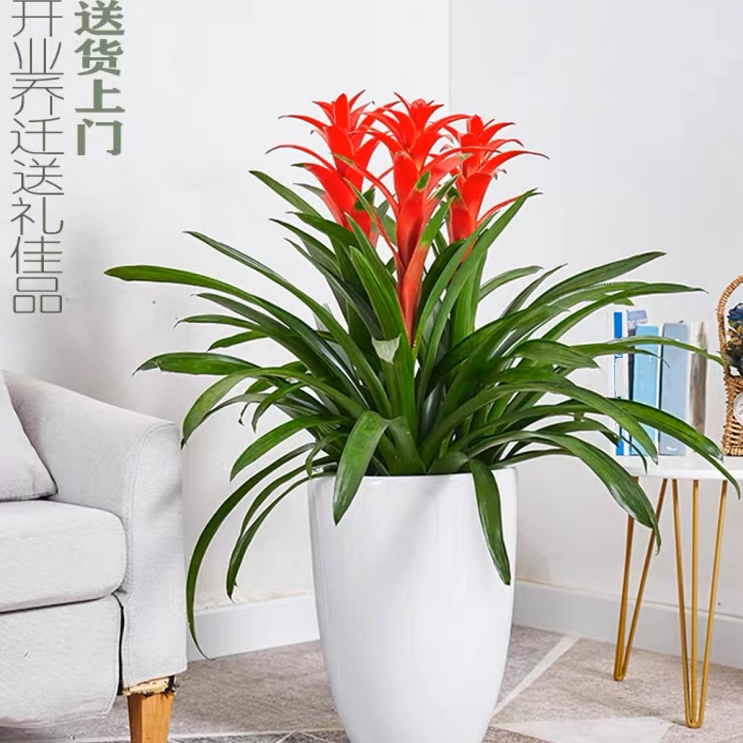 深圳鸿运当头盆栽 凤梨花客厅 室内花卉办公室绿化盆景 开花植物,淘宝优惠券,粉丝福利购,淘宝优惠卷