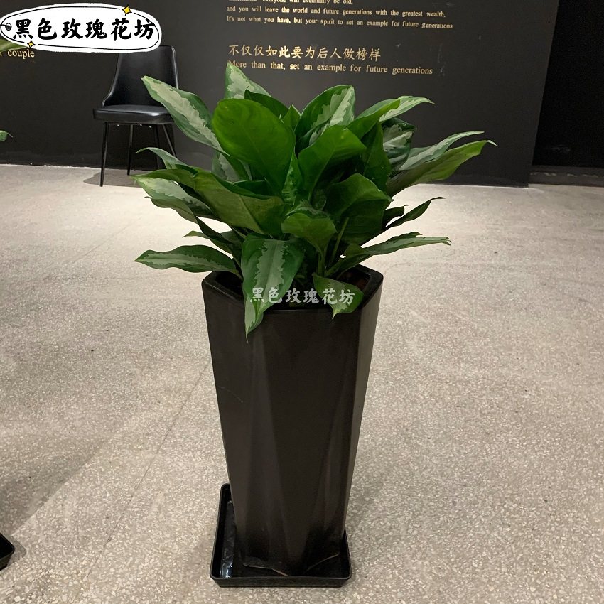 雅丽皇后盆栽净化空气好养植物客厅办公室走廊前台落地绿植,淘宝优惠券,粉丝福利购,淘宝优惠卷