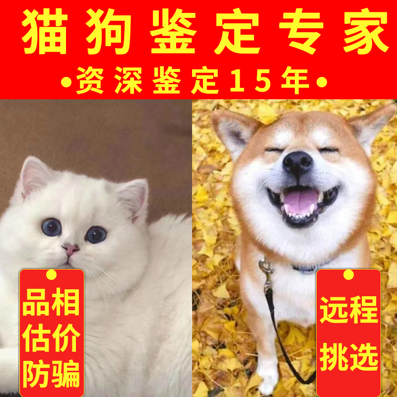 马尔济斯专业鉴定猫咪狗品种品相鉴定估价挑选 布偶猫柴犬边牧 - 图0