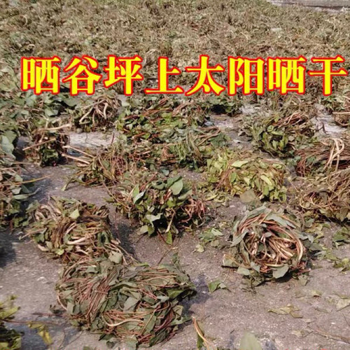 金银花藤宝宝洗澡野生忍冬藤根干苗新鲜婴儿家用泡澡儿童洗头泡脚 - 图1