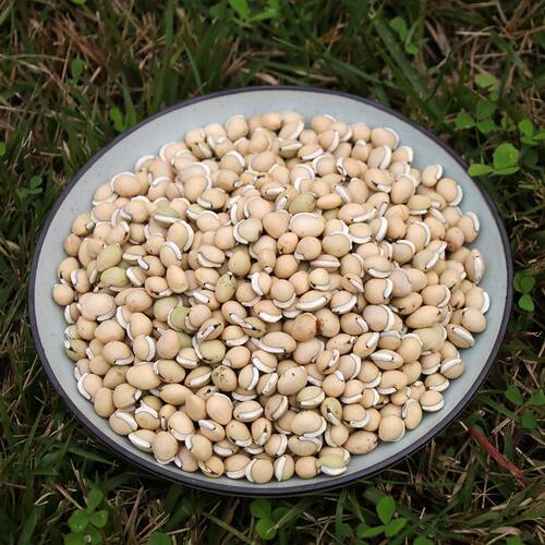 箐山中药材白扁豆四川黑眉扁豆生白扁豆药用白扁豆黑边500克包邮 - 图3
