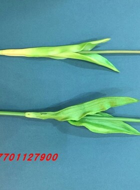 恰恰花艺丝网花材料丝袜花 手感过胶叶软PU叶郁金香枝 高仿真花枝