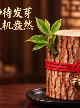 【雷击香龙木】龙虎山能开花的香龙血会发芽的树木头摆件