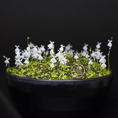 小白兔狸藻掌中花园无穷小亮苔藓雨林缸造景微景观办公室水培花卉 - 图0