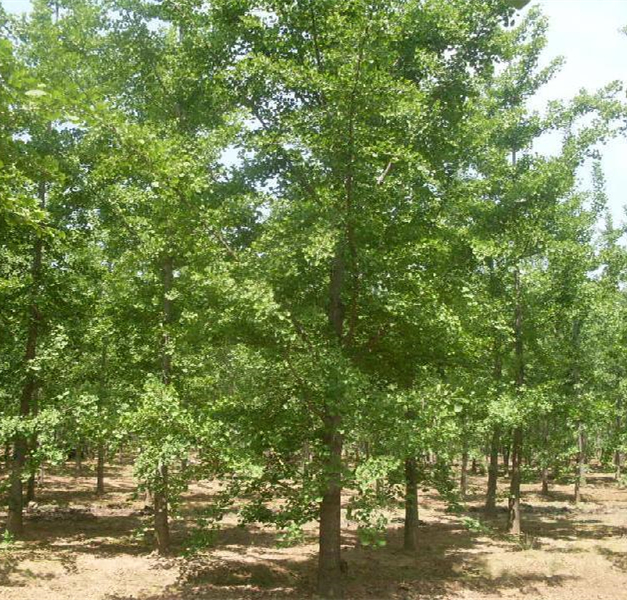 银杏树苗占地拆迁苗白果金叶银杏庭院风景植物行道树花镜植物耐寒 - 图3