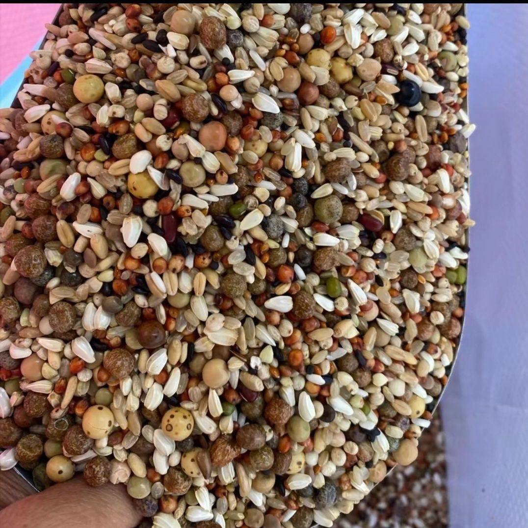 天友万家鸽粮经典职业幼鸽信鸽子赛鸽种鸽粮饲料10斤30斤50斤包邮,淘宝优惠券,粉丝福利购,淘宝优惠卷