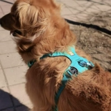 Lafwell Flangt Dog Traction Tract Roving Bound ремешок маленький собачий ездо