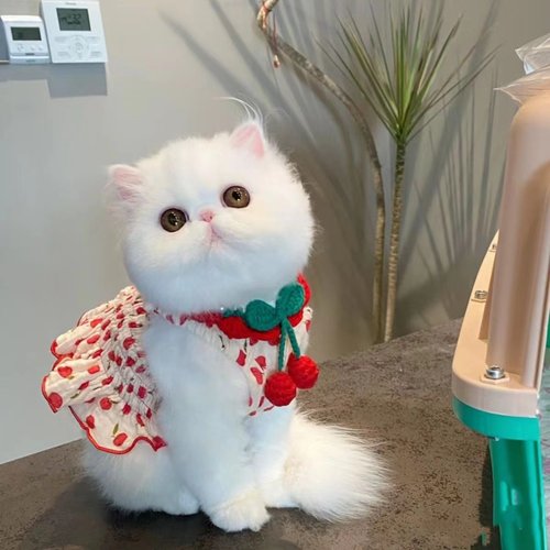 泰迪狗小狗猫咪公主背心裙可爱狗狗宠物衣服夏季吊带裙子比熊 - 图2