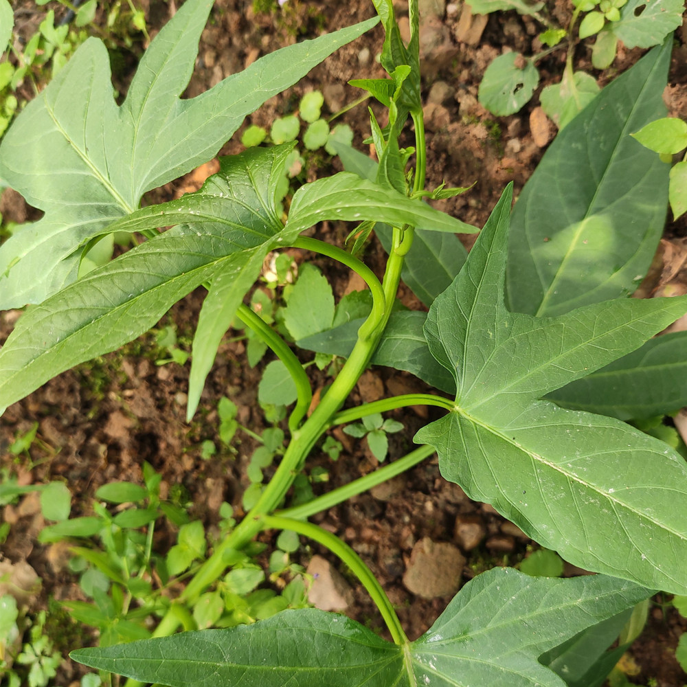 红薯叶苗食叶型地瓜叶番薯叶苗红苕嫩尖广西地瓜蔬菜秧苗-图0