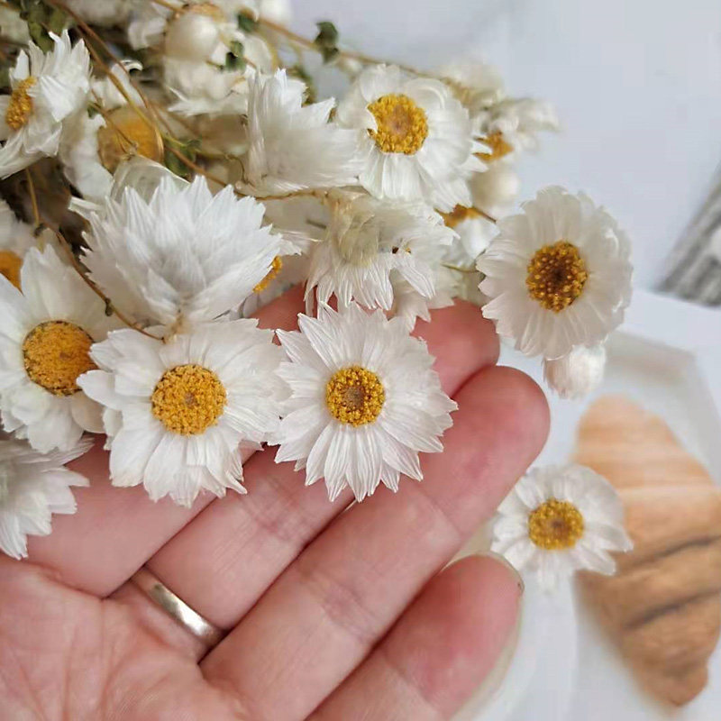 永生花干花鲁丹鸟罗丹斯进口法国白梅银包菊花材diy 手工配材,淘宝优惠券,粉丝福利购,淘宝优惠卷