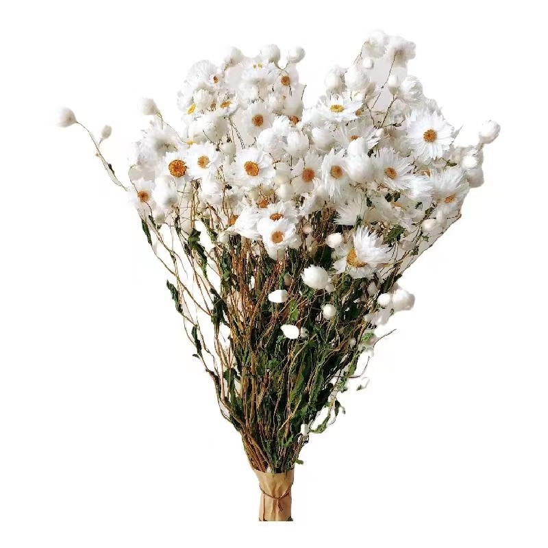 永生花干花鲁丹鸟罗丹斯进口法国白梅银包菊花材diy 手工配材,淘宝优惠券,粉丝福利购,淘宝优惠卷