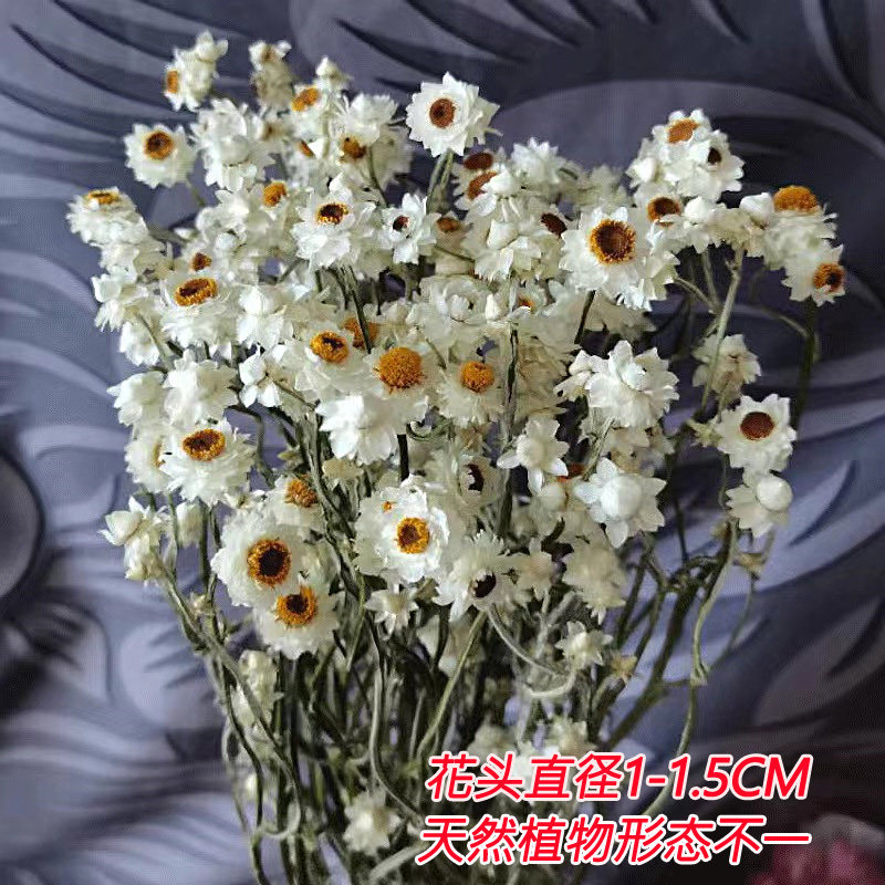永生花干花鲁丹鸟罗丹斯进口法国白梅银包菊花材diy 手工配材,淘宝优惠券,粉丝福利购,淘宝优惠卷