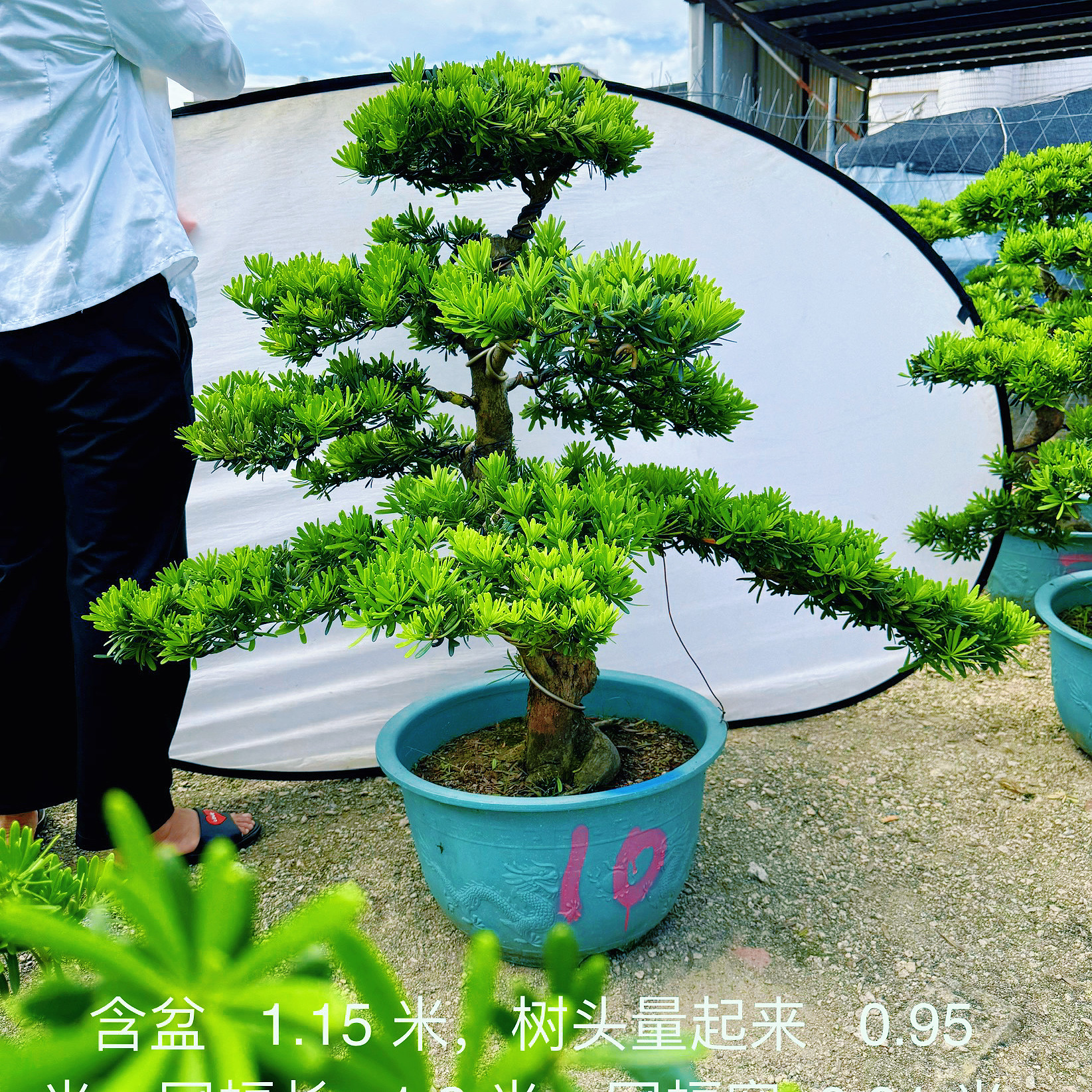 迎客松罗汉松盆景老桩真造型树室内外花园庭院别墅办公室玄关好养,淘宝优惠券,粉丝福利购,淘宝优惠卷