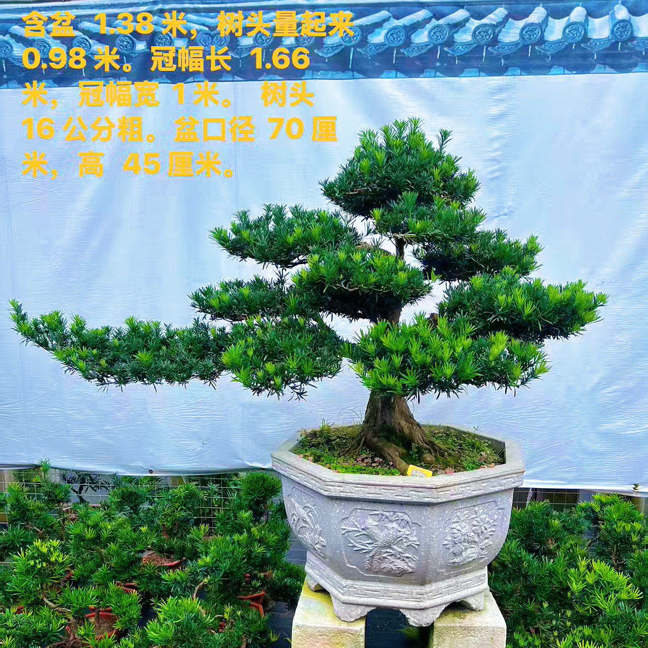 迎客松罗汉松盆景老桩真造型树室内外花园庭院别墅办公室玄关好养,淘宝优惠券,粉丝福利购,淘宝优惠卷