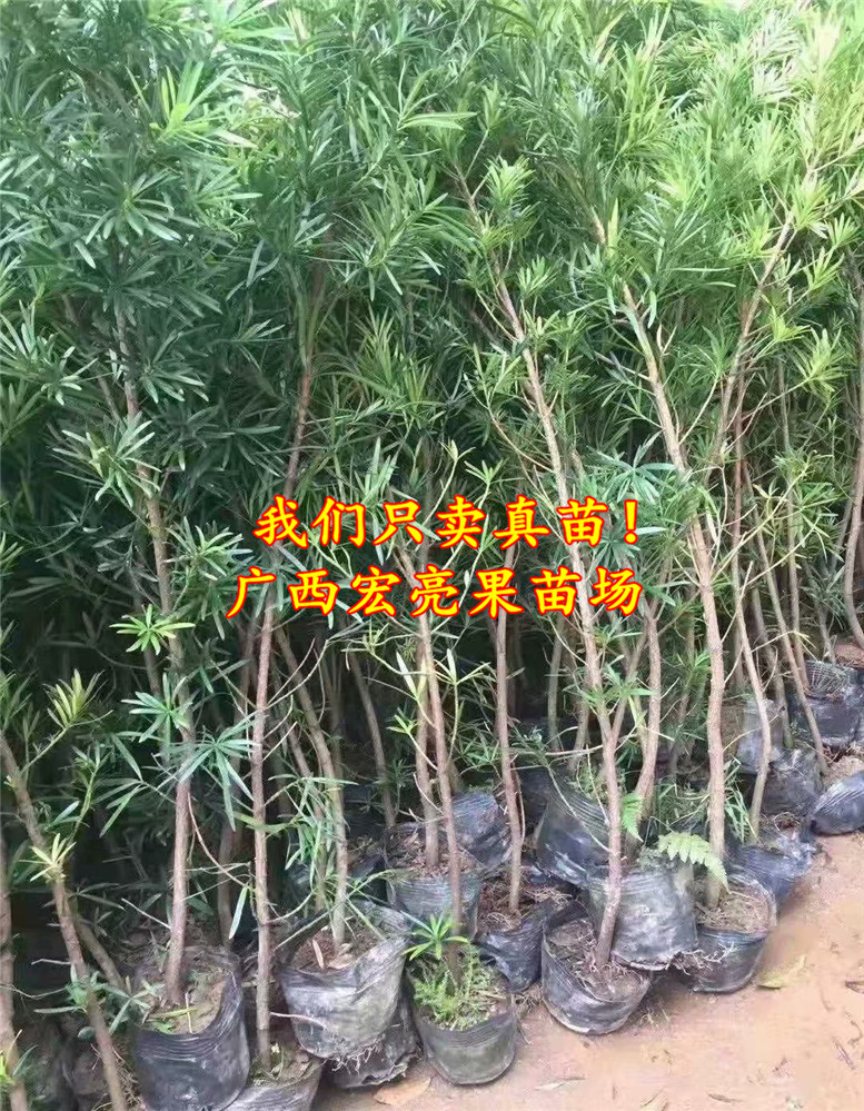 罗汉松苗  盆景树苗 庭院别墅造型小叶地栽盆栽长青 带土带叶发货