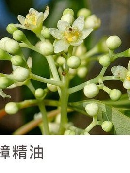 广西纯芳樟精油原料精油无任何添加剂，纯度100%