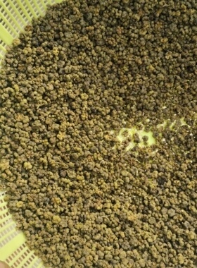 来自广西桂林的纯樟木精油泡吴茱萸油质都成金黄色