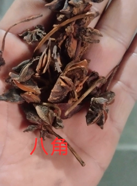 传承两广地区百年好物樟脑精油泡吴茱萸八角防风肉桂百度可查询