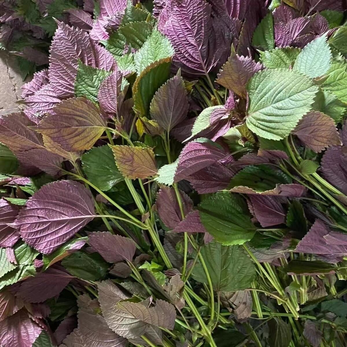 广西新鲜紫苏叶可食用料理鱼生提香去腥佐料餐饮带杆发货烧菜烧鱼,淘宝优惠券,粉丝福利购,淘宝优惠卷