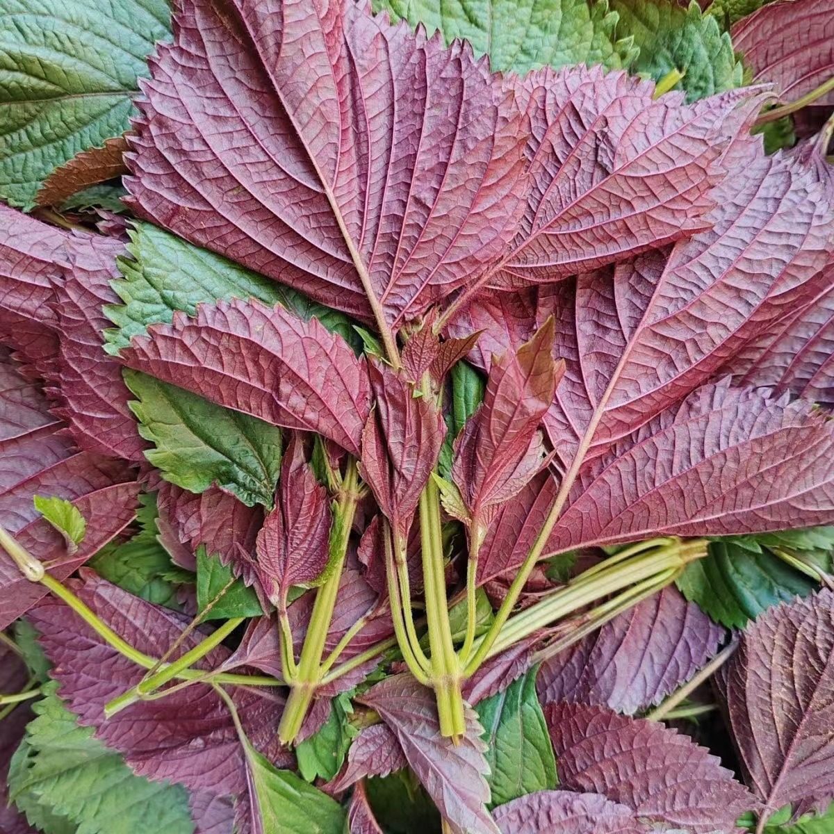 广西新鲜紫苏叶可食用料理鱼生提香去腥佐料餐饮带杆发货烧菜烧鱼,淘宝优惠券,粉丝福利购,淘宝优惠卷