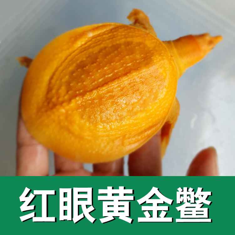 红眼白化鳖水鱼变异鳖变异王八甲鱼苗黄金甲鱼黄化黄金鳖苗珍珠鳖 - 图1