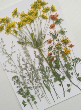 周周押压花植物标本diy星星草混