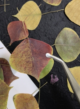 周周押花压花乌桕真树叶秋色彩叶干花植物标本贴画