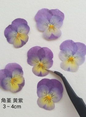 周周押花角堇三色堇猫脸花贴脸
