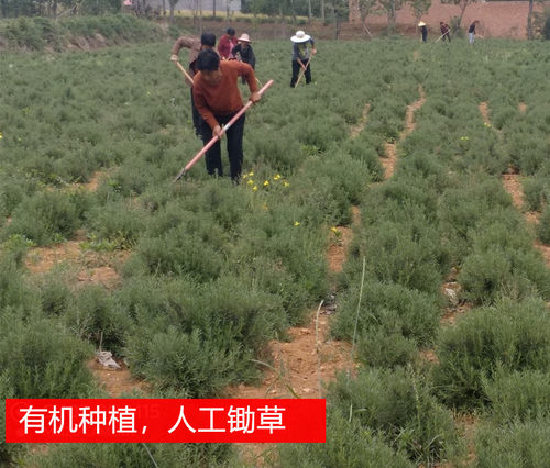 新鲜马鞭草酮迷迭香枝条马迷 做精油纯露用迷失香疏通收缩毛孔 - 图1