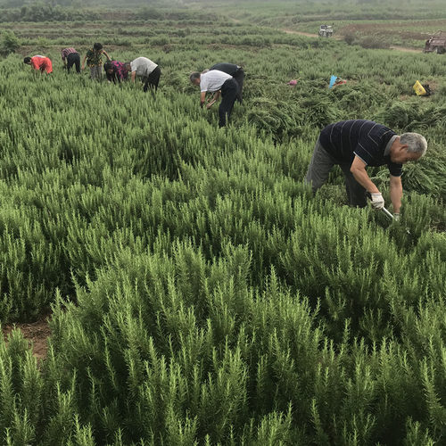 新鲜马鞭草酮迷迭香枝条马迷 做精油纯露用迷失香疏通收缩毛孔 - 图2