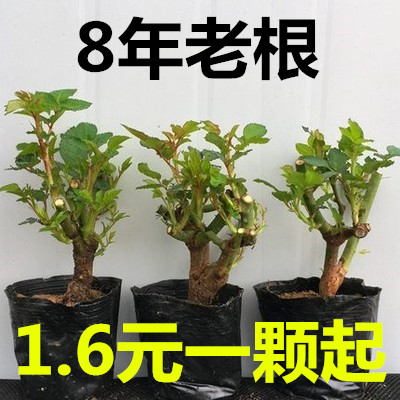 15.8元3棵玫瑰花苗大花绿植花卉物盆栽月季蔷薇庭院阳台四季开花 - 图2