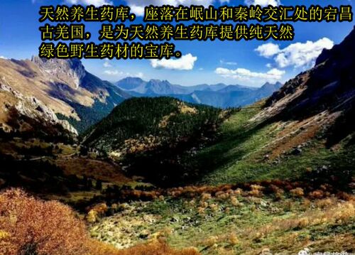 岷山特产森林自然野生多年生红芪北芪5—15年生 - 图3