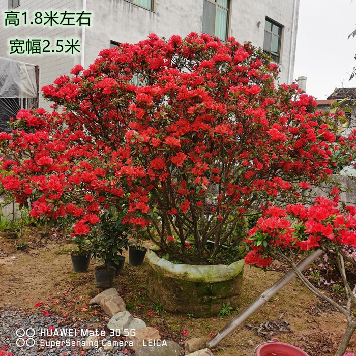 精品超大精品原生嫁接山茶花老树桩苗杜鹃树庭院美化地载四季常青 - 图3