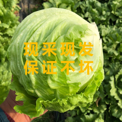 球生菜5斤装 汉堡专用新鲜蔬菜沙拉食材轻食结球形圆型西生菜包邮 - 图1