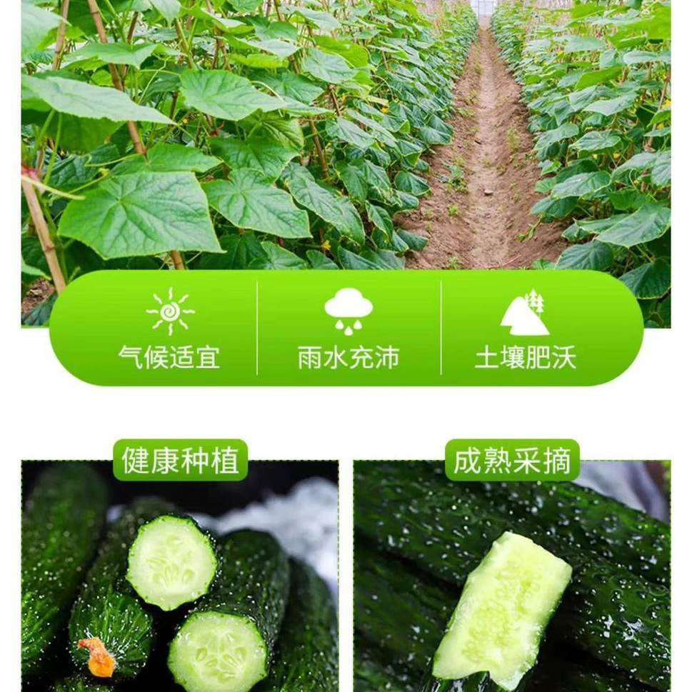 云南当季刺黄瓜新鲜青瓜绿心黄瓜批发脆黄瓜现摘现发,淘宝优惠券,粉丝福利购,淘宝优惠卷