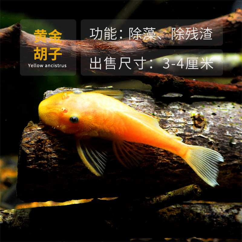 除藻除螺除油膜除菌膜工具鱼一线小猴小精灵鱼胡子贵爬熊猫鳅包邮 撒哈拉水族 淘优券