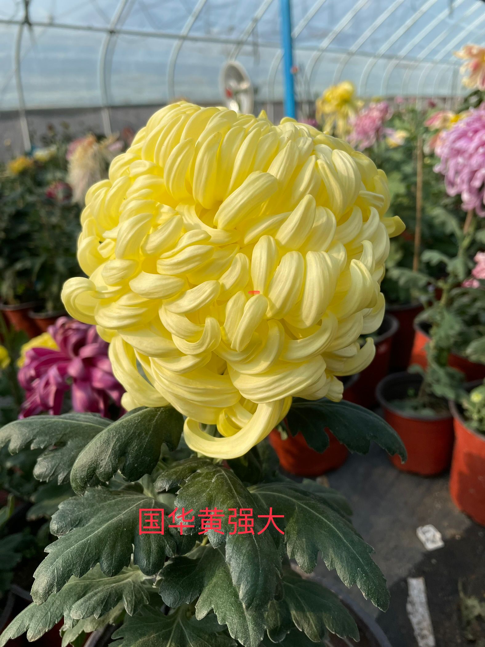 A组100种大花菊花品种菊 菊花苗对版菊花九月菊穴盘苗 南村菊园 - 图2