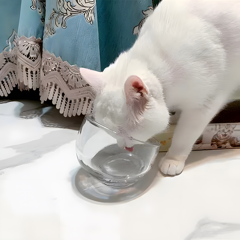 玻璃碗猫水碗透明猫碗斜口猫咪喝水狗碗宠物狗狗饮水盆专用小果盘 - 图2
