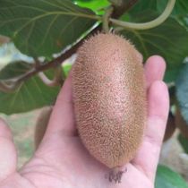 Pannon selection of fresh fruit Shaanxi Qinling Zhengzong Authentic Kiwi Fruit Peach Sour Sweet Tasty Fruit Flesh Fine