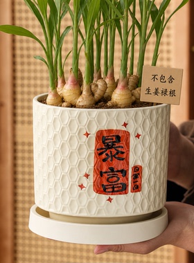 禄根陶瓷花盆带底座家用土培生姜专用器皿透气有孔大口径创意摆件