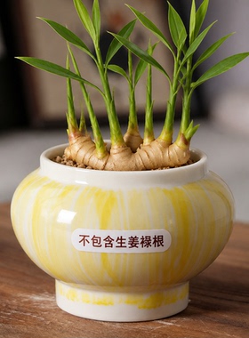 生姜苗移栽禄根花盆陶瓷器皿土培盆景禅意花瓶家用绿植种植新款版
