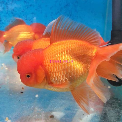 花鱼阁水族之家金鱼活体鱼苗冷水鱼观赏鱼红头龙睛 红狮 鎏金包活 - 图2
