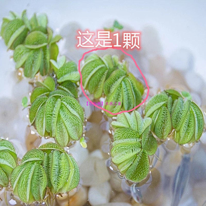 水葫芦水生植物培养绿植水草污水净化水质活体水芙蓉懒人鱼缸造景-图1