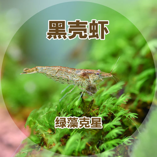 黑壳虾15只份宠物活体除藻虾观赏虾工具虾宠物虾迷你辣椒蟹包活哦 - 图0