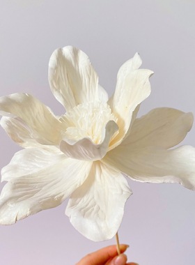 植物手工通草花家居装饰干花通草脱木皮花13cm大尺寸会所花艺